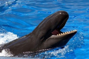 Wolphin - wynik przekraczania pośpiechu i delfina Wolphin - wynik przekraczania pośpiechu i delfina